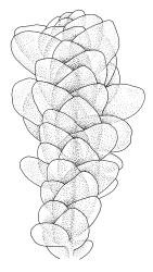 Achrophyllum quadrifarium, portion of shoot. Drawn from J.E. Beever 23-15, CHR 104698, and V.D. Zotov s.n., 27 Aug. 1933, CHR 6861.
 Image: R.C. Wagstaff © Landcare Research 2017 